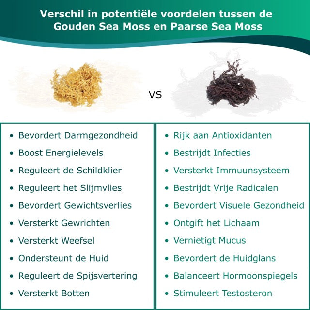 Sea moss superfood Nederland en Belgie, vers duurzaam zeewier biologisch online seamoss kopen Voordelen van de gele Seamoss en de paarse Seamoss varianten